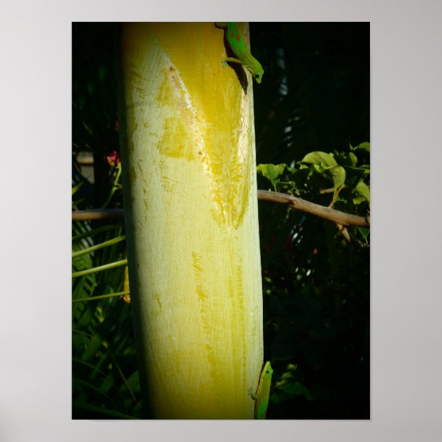 Dos posters de hawaii geckos (Frente)