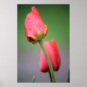 Dos Posters de tulipanes rosados