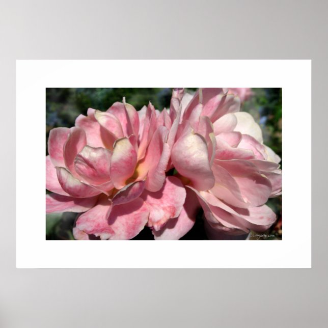 Dos Posters rosas (Frente)