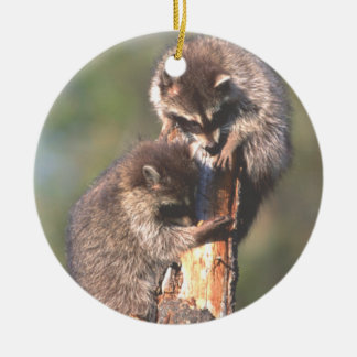 Dos Racoons en el ornamento del tocón
