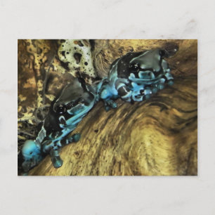 Dos ranas colgando de la postal