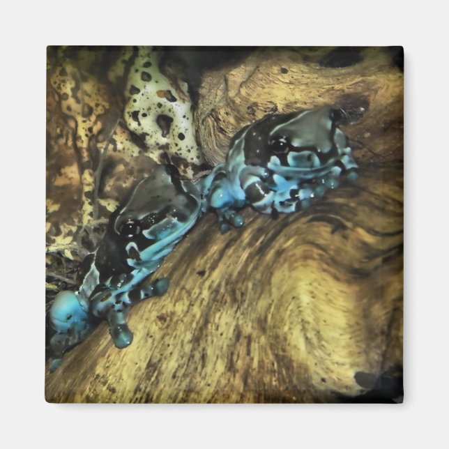 Dos ranas colgando del imán (Frente)