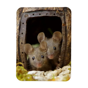 dos ratones en la puerta imán