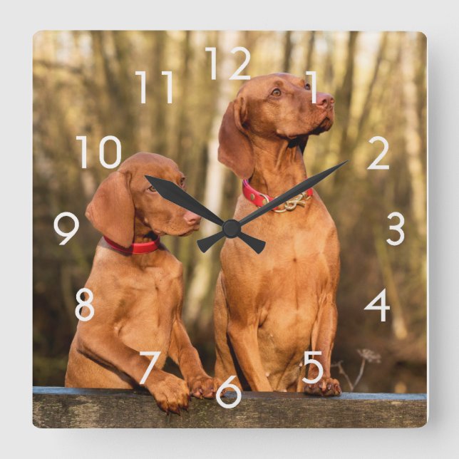 Dos reloj de pared de perros dorados Vizsla Rust (Anverso)