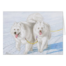 Dos samoyedos que compiten con a través de la