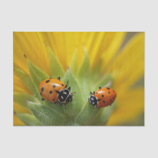 Dos señora Bugs en un papel seda del girasol