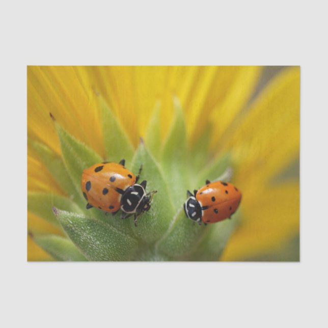 Dos señora Bugs en un papel seda del girasol (Anverso)