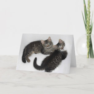 Dos tarjetas de felicitación de gatitos en blanco 