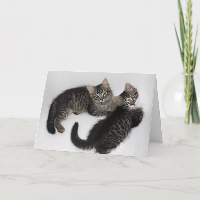 Dos tarjetas de felicitación de gatitos en blanco  (Anverso)