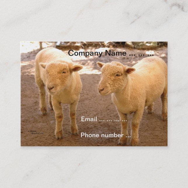 Dos tarjetas de visita de las ovejas (Anverso)