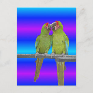 Dos tarjetas postales de verano de Green Parrots