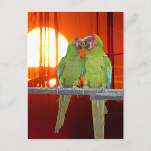 Dos tarjetas postales de verano de Green Parrots