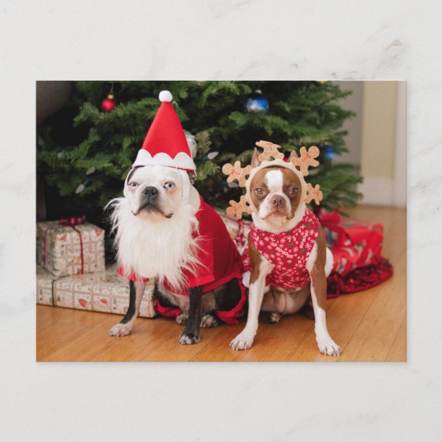 Dos terrieres de Boston en trajes del navidad (Anverso)