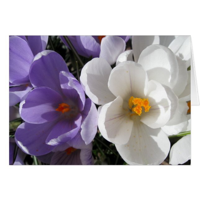 Dos tipos (Anverso (Horizontal))