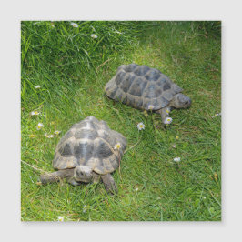 Dos tortugas en hierba verde