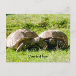 Dos tortugas - ¡Los mejores amigos! Postal