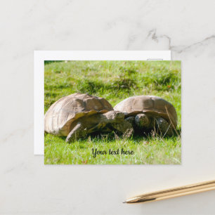 Dos tortugas - ¡Mejores amigos! Tarjeta postal
