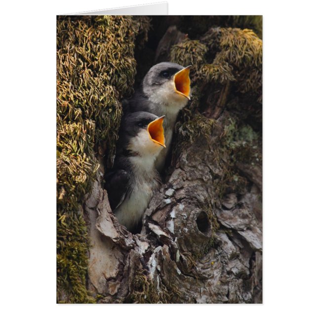 Dos tragos de árboles bebés (Frente)