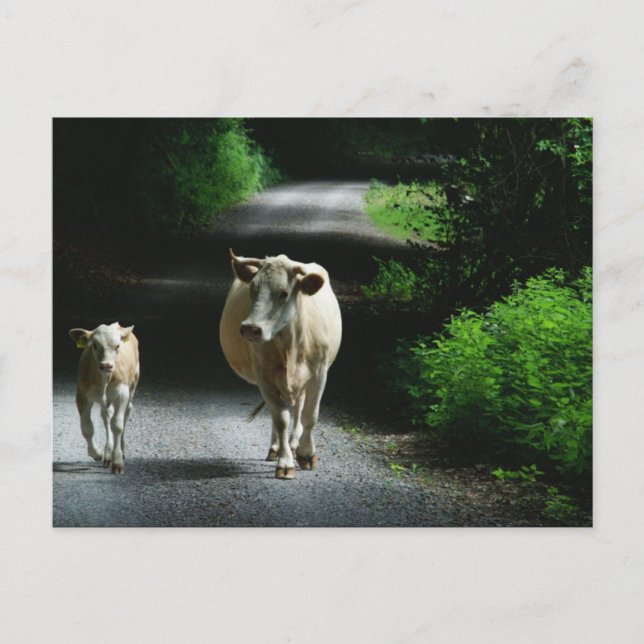 Dos vacas en la postal de Bummel (Anverso)
