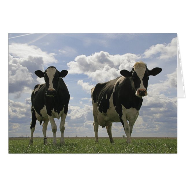 Dos vacas frisonesas (Anverso (Horizontal))