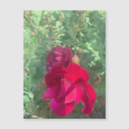 Dos Veces Como Buen Imán Rosa