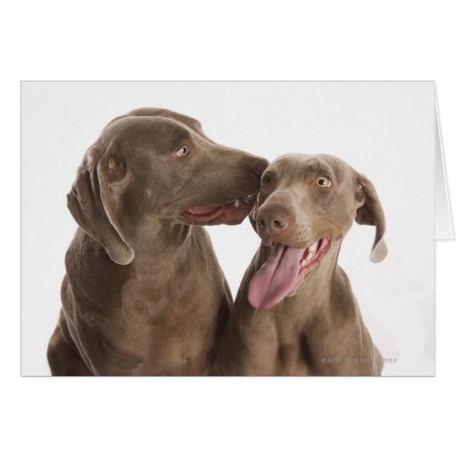 Dos Weimaraners (Anverso (Horizontal))