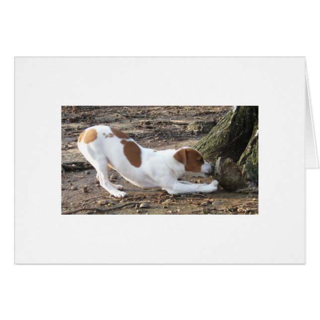 Dottie en el juego (Anverso (Horizontal))