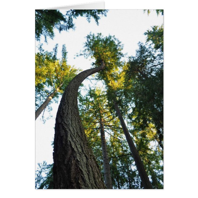 Douglas Firs en Walker Park, Shelton, WA (Frente)