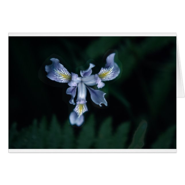 DouglasIris (Anverso (Horizontal))