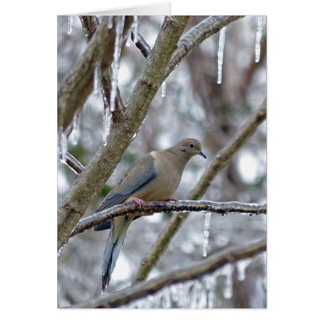 Dove de duelo (Frente)