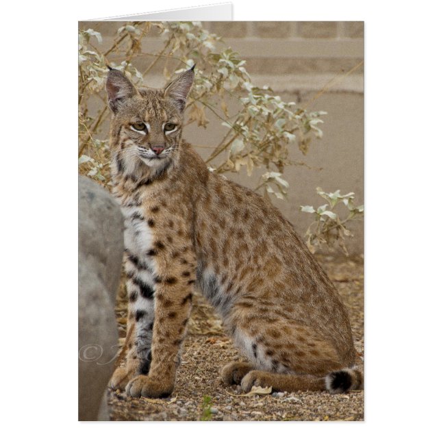 Dove Valley Bobcat (Frente)