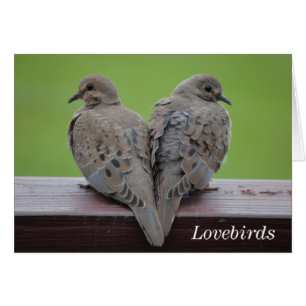 Doves de luto