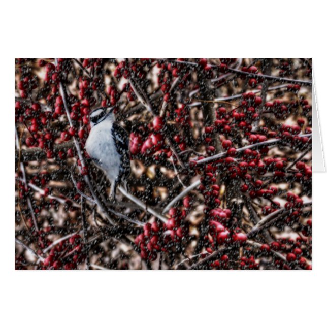 Downy in the Berries (Anverso (Horizontal))