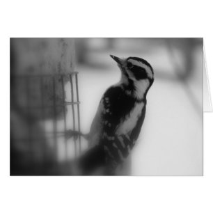 Downy Woodpecker