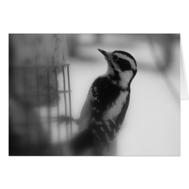 Downy Woodpecker (Anverso (Horizontal))
