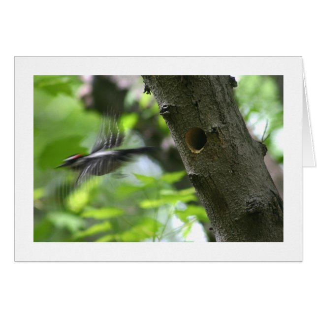Downy Woodpecker (Anverso (Horizontal))