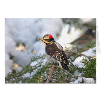Downy Woodpecker