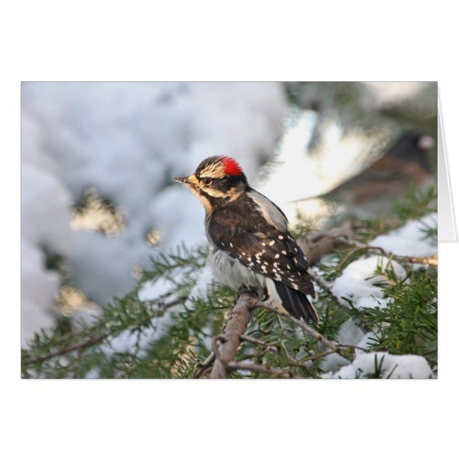 Downy Woodpecker (Anverso (Horizontal))
