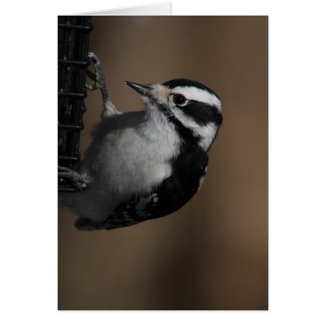 Downy Woodpecker Card (Frente)