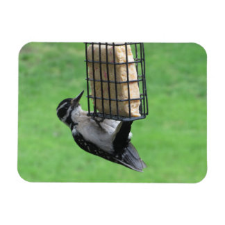 Downy Woodpecker en el imán alimentador