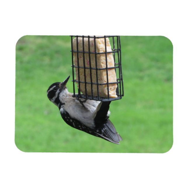 Downy Woodpecker en el imán alimentador (Horizontal)