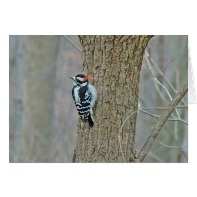 Downy Woodpecker Items (Anverso (Horizontal))