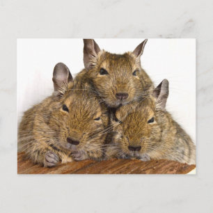 Dozing Degu Trio Postales