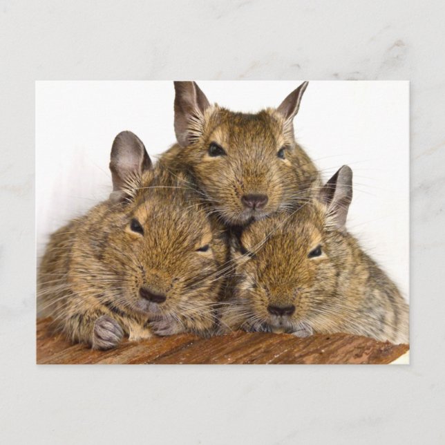 Dozing Degu Trio Postales (Anverso)