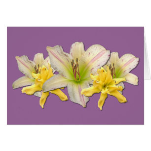 Dr. Strangelove' del Daylily el "
