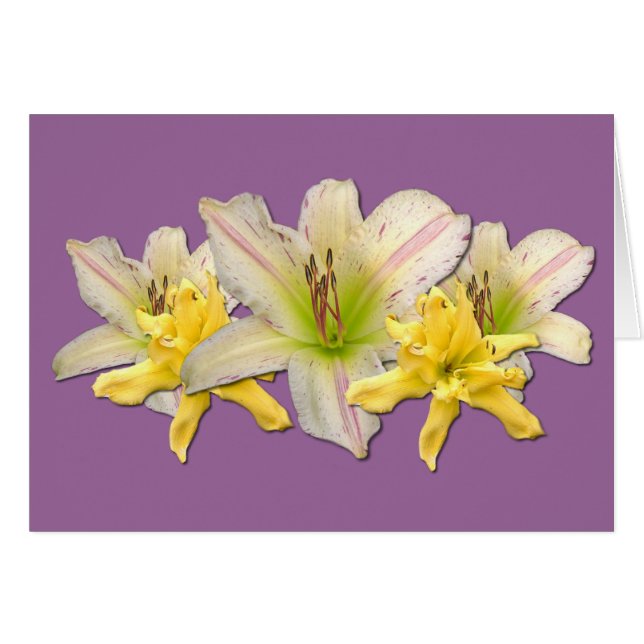 Dr. Strangelove' del Daylily el " (Anverso (Horizontal))