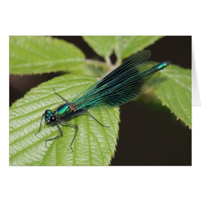 Dragón (Anverso (Horizontal))