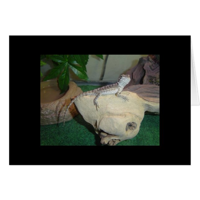 Dragón barbudo bebé (Anverso (Horizontal))