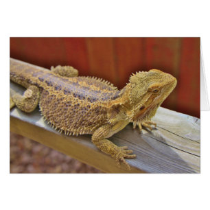 Dragón barbudo de reclinación 2