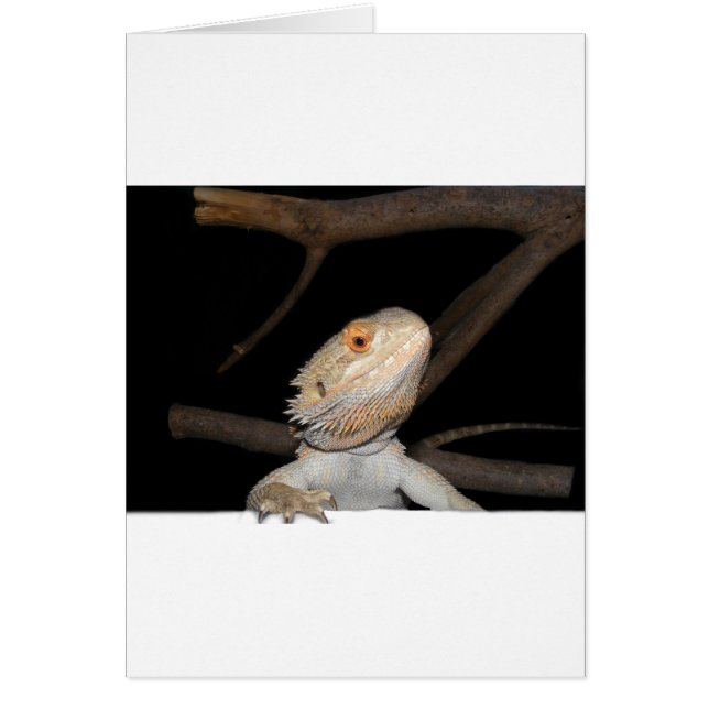 Dragón con barba 2 (Frente)